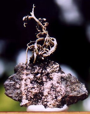 TC806PeruSilver2.jpg (31767 bytes)