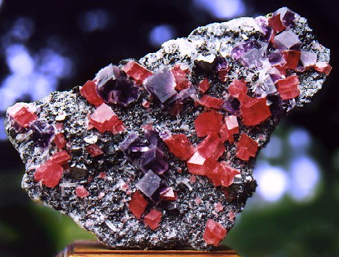 TC821Rhodofluor.jpg (68922 bytes)